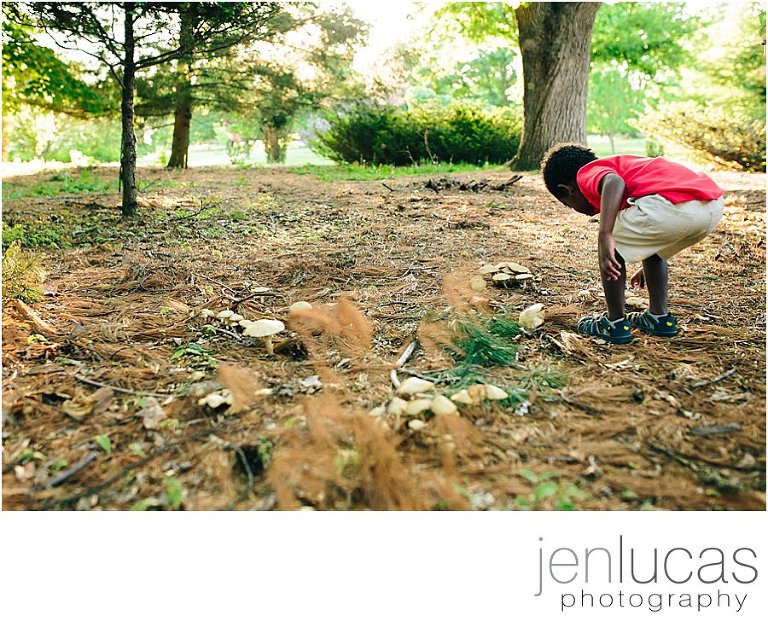 Boy looks for mushrooms on pine needle floor of the arboretum. 