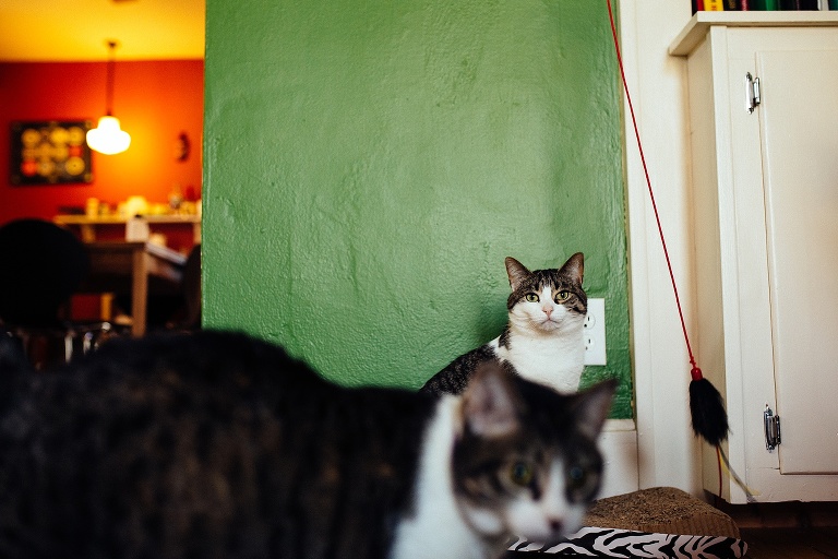 Two matching cats standing next to a green wall.