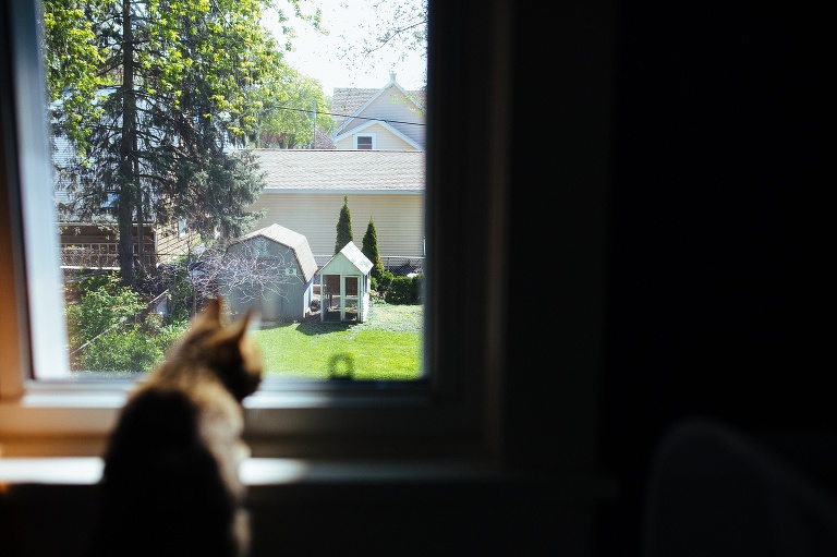 Cat looks out the window into the backyard.