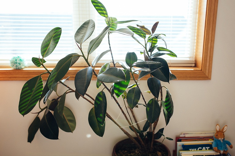 Indoor leafy green plant next to the window and picture children books.