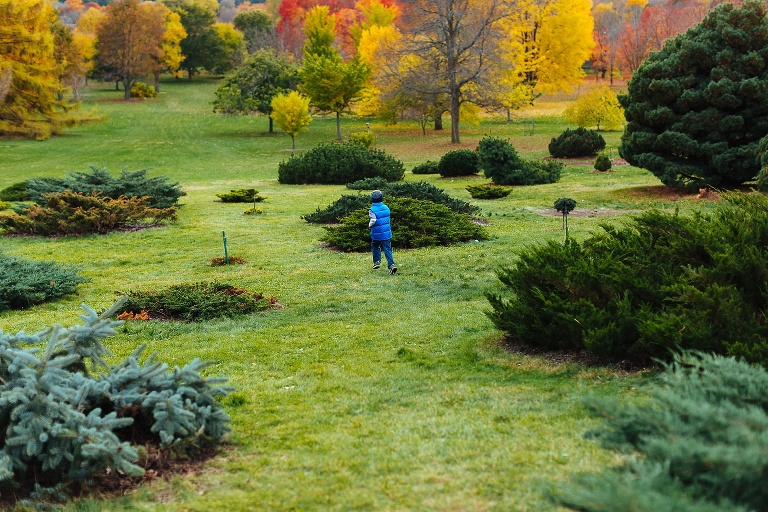 Boy runs down grassy hill towards colorful fall leaves.