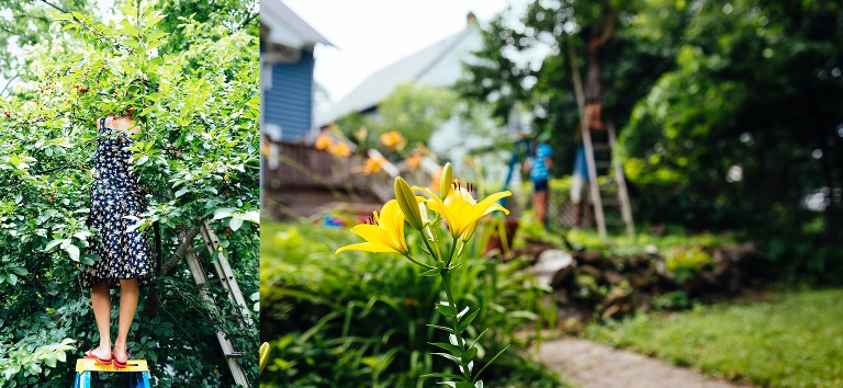 Family picks the cherries of their backyard cherry tree.