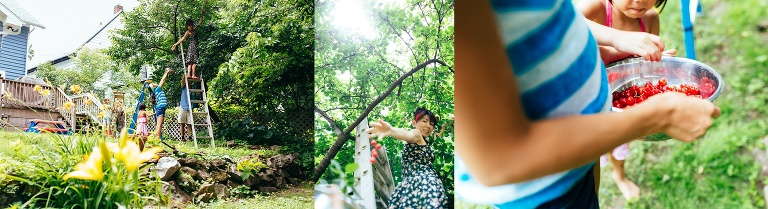 Family picks their backyard cherry tree together.