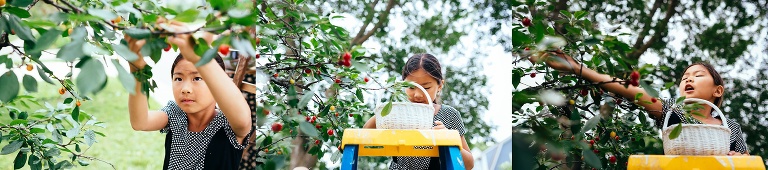 Girl standing on a ladder picks red cherries of the tree
