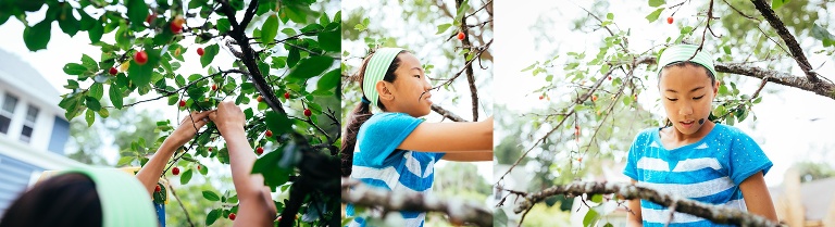 Girl standing on a ladder picks red cherries of the tree