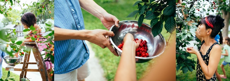 Family picks bright red cherries off their cherry tree.