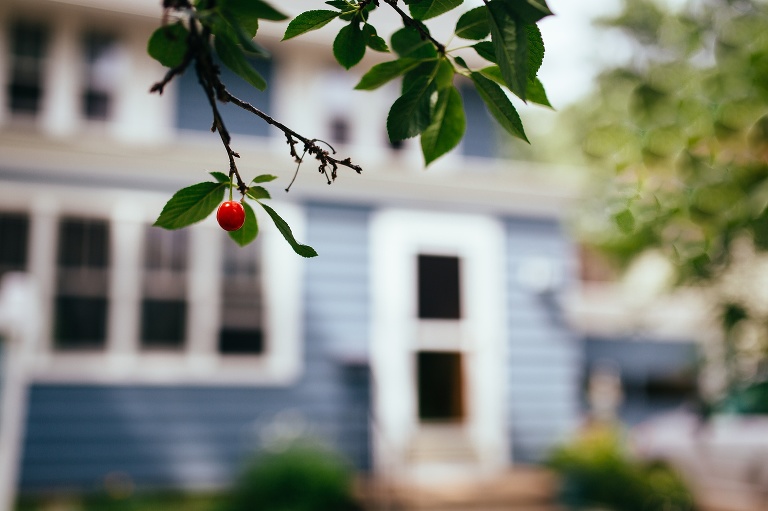 A single cherry hanging from the tree. Blue home in the background.