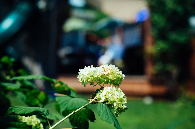 Pretty flowers outside in backyard.