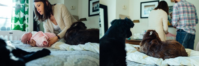 Mother lays newborn baby down on bed. Two dogs watching.