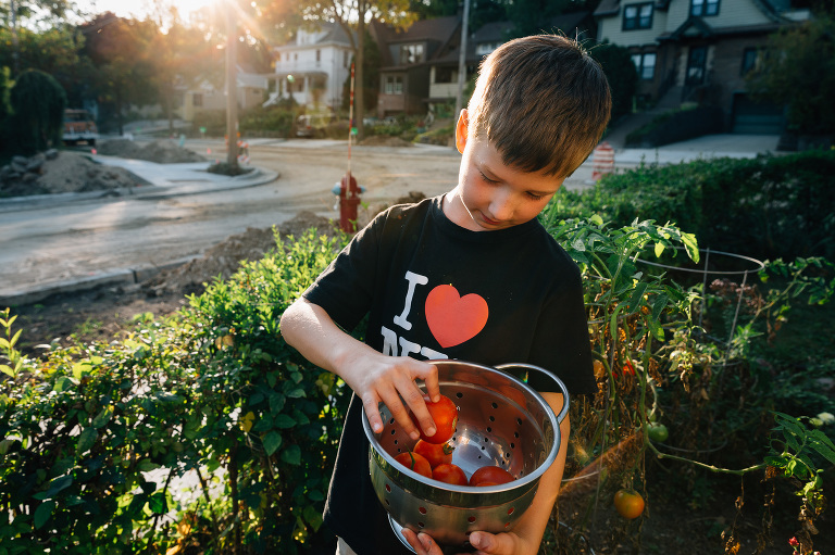 Young boy picks tomatoes out of small urban garden 