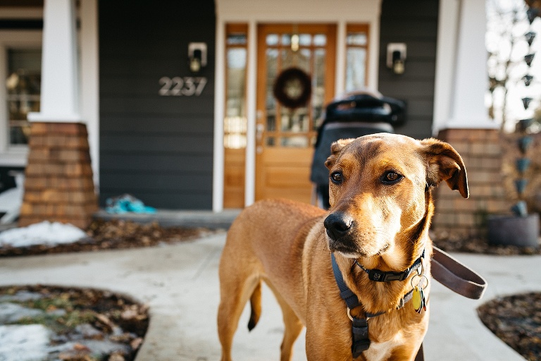 Brown dog stands outside house.
