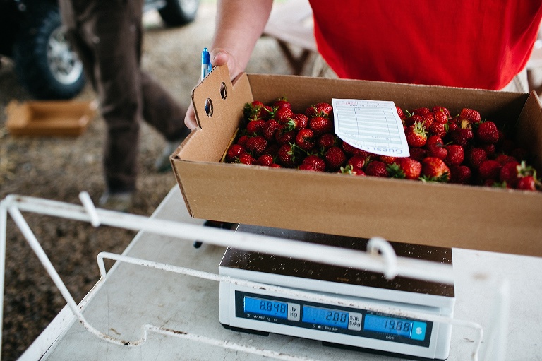 Large cardboard box filled with strawberry'a sitting on a scale.