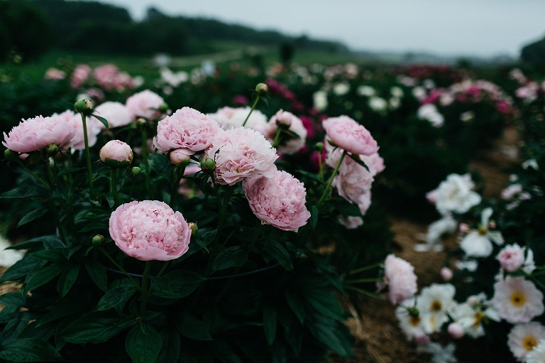 Pink, white, and red roses with dark green leaves.