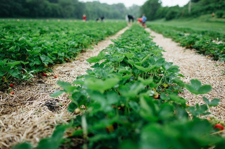 rows of strawberry plants, straw laid down in between each green row.