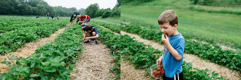 Family picking strawberry's of the plants, young boy eating some fresh strawberry's.