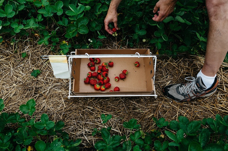 strawberry-fields图片