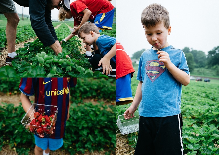 Family kneels over picking strawberry's and placing them into a clear carton.
