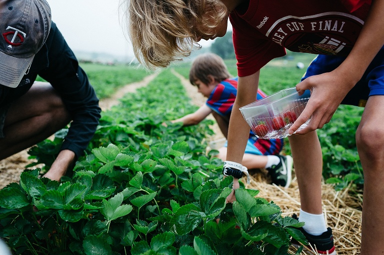Boy kneels over to grab a strawberry from the green plant and places it into a clear carton with a few red strawberry sitting in it.