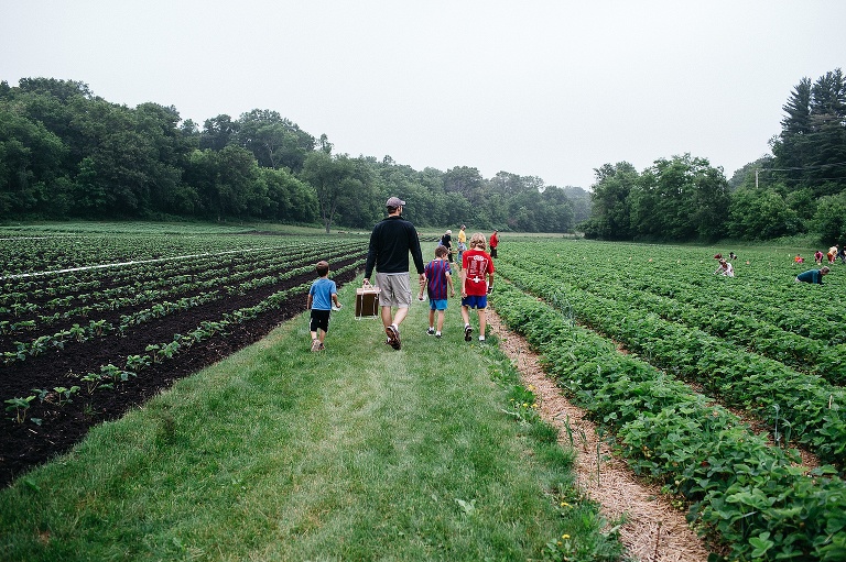 Father and his three sons walk down a row at a very green strawberry path.