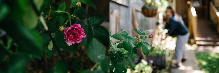Pink rose blossom surrounded by dark green leaves.