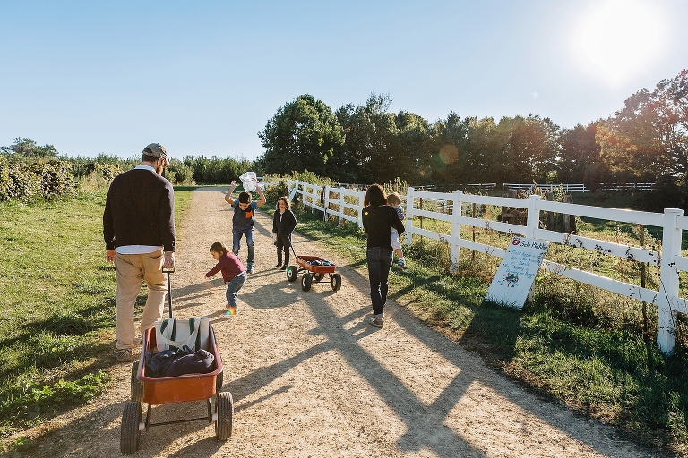 Family walks down path at apple orchard pulling red wagons