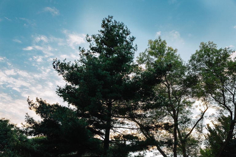 Evergreen trees and blue skies at evening