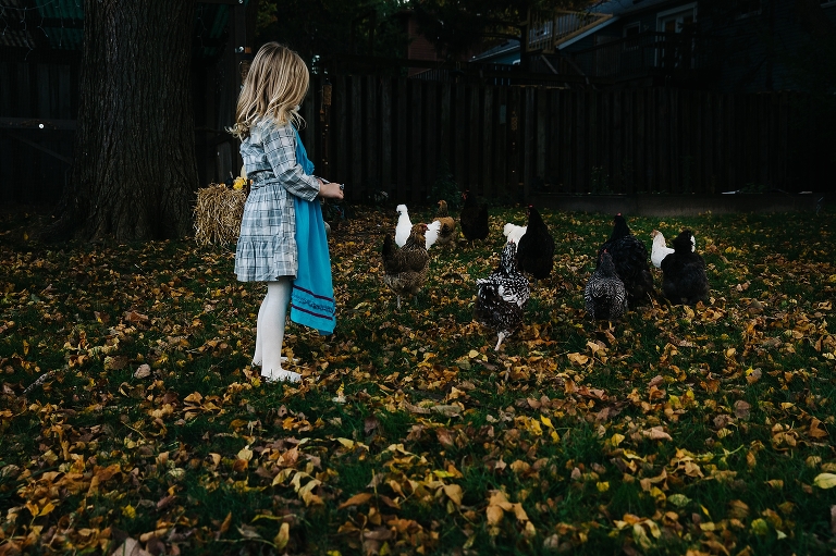 little girl plays outside with chickens