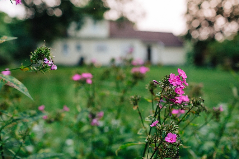 Pink flowers in backyard