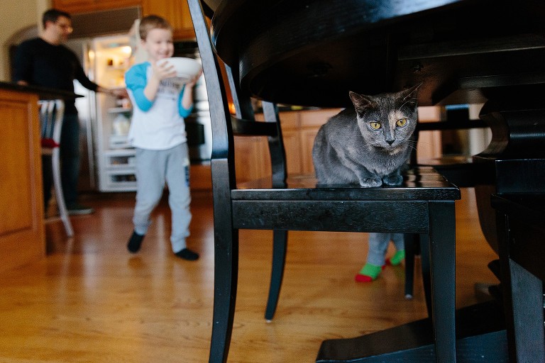Focus on gray cat while everyone is working around the table, bringing lunch 