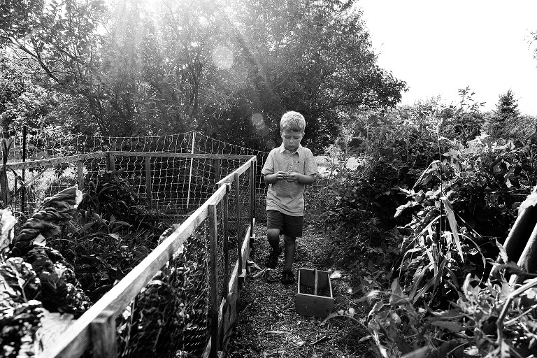 Boy inspects cherry tomato in the garden. Sun flare shines in. A garden basket sits on the path. 
