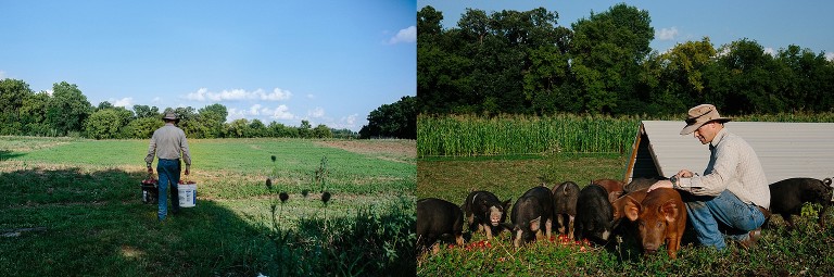 Man walks through clover field with buckets of crab apples; man feeds 8 hogs crab apples. 