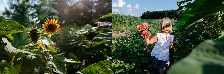 Girl cuts and holds fresh wildflowers. 