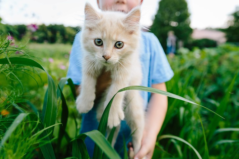 Straight view of boy holding kitten in a field of corn and wildflowers 