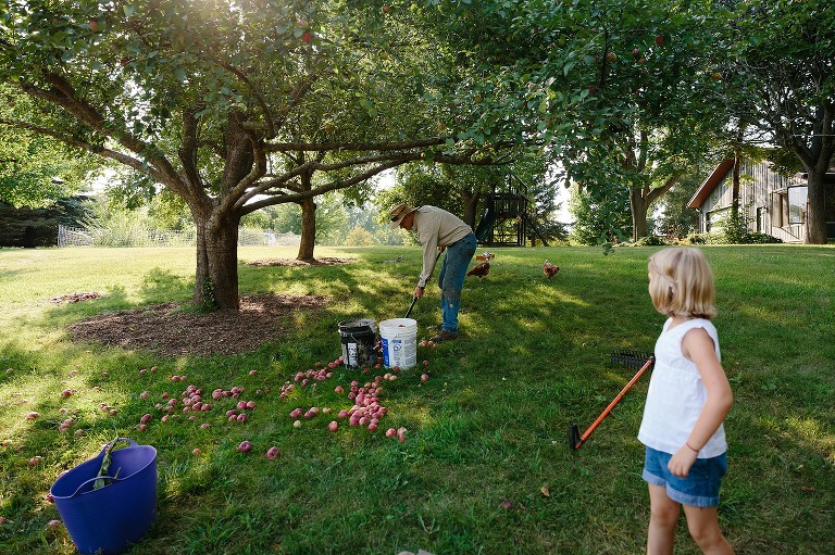Dad rakes up crabapples from tree. Chickens roam the grounds, daughter looks on.