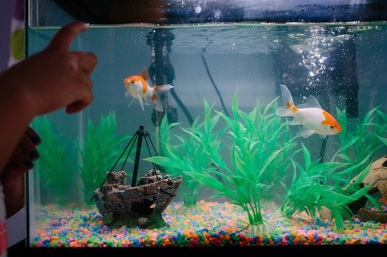 Fish tank with two orange and white fish. 