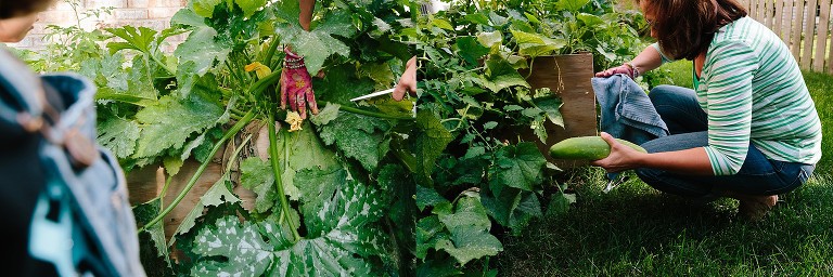 Mom finds and cuts large zucchini from garden. 