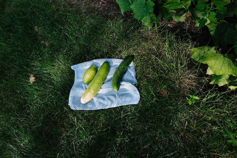 Three cucumbers on a blue kitchen towel on the grass. 