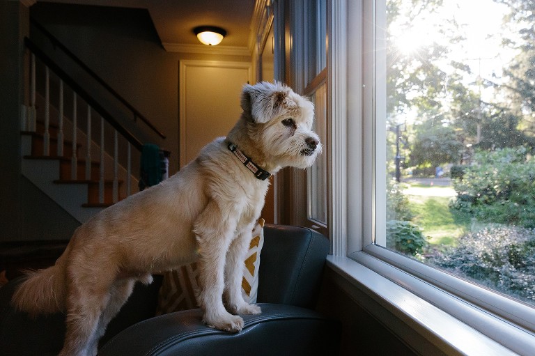 Small white dog looks out front window. 