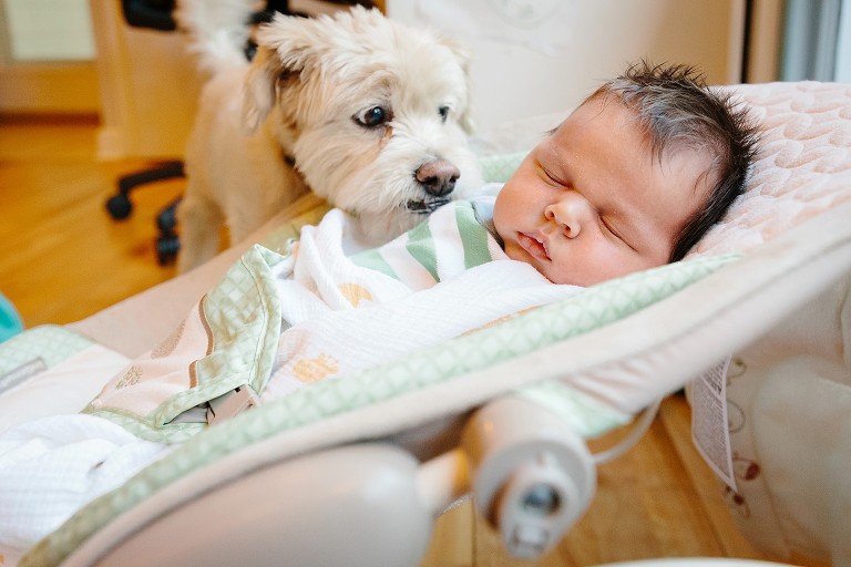 Dog sniffs newborn sleeping baby. 