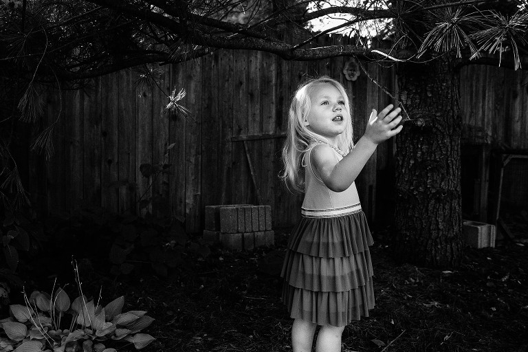 black and white. preschool girl inspects a branch on backyard fir tree
