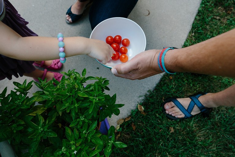 Dad holds bowl of red, cherry tomatoes. Top down view. 
