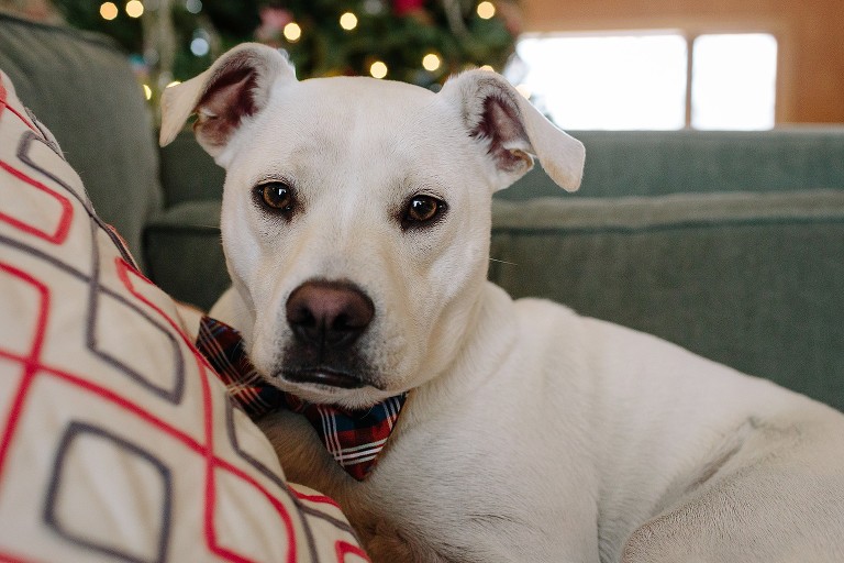 Dog wears Christmas bow tie in front of lit Christmas tree