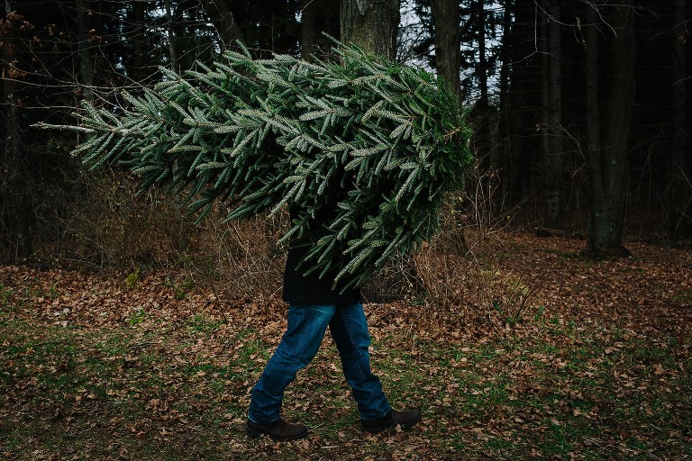 Dad carries Christmas tree overhead  through the tree farm Side view, dad's legs visible 