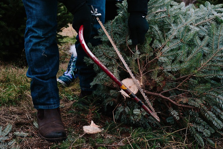 Christmas tree is cut down, saw in picture 