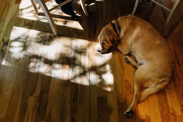 Family dog lies on the floor. Dappled light hits the floor. 