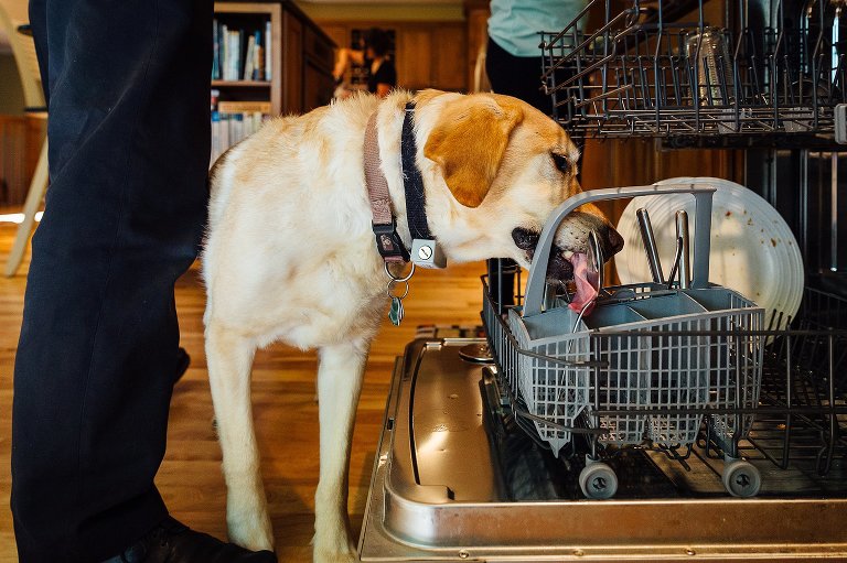 Family dog licks the plates in the dishwasher. 