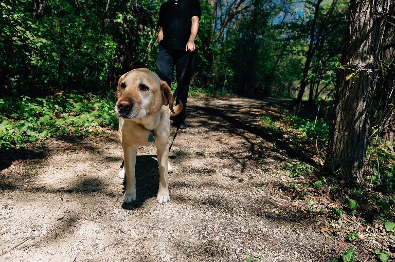 Dad walks the family lab in the woods. The path has dappled light, indicating that leaves are out and spring is here. 