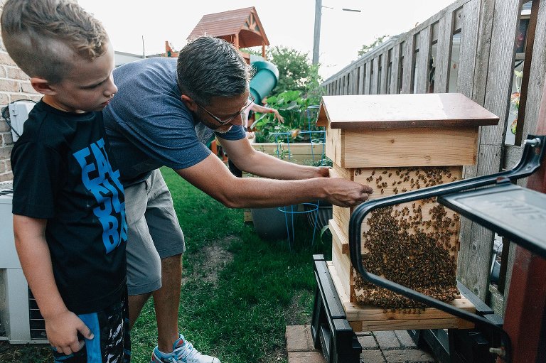 Dad removes bee hive wall to inspect contents and look for queen. 