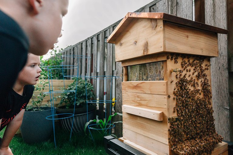 Boys look at honey combs in backyard beehive.