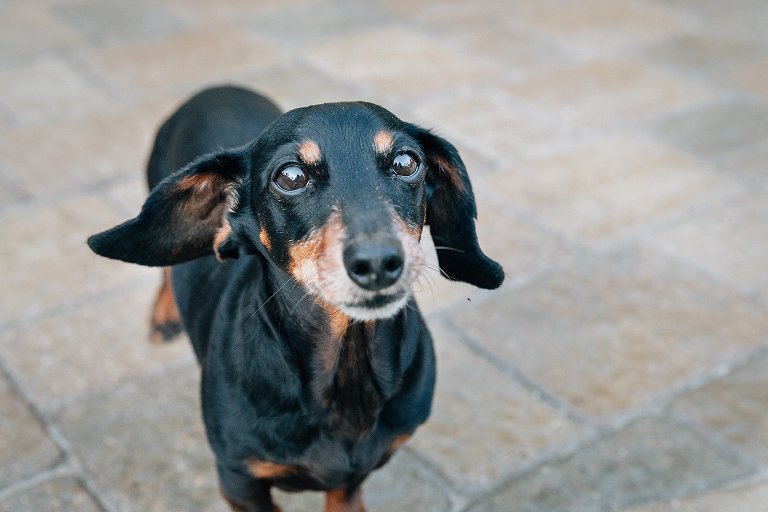 Beautiful senior dachshund 